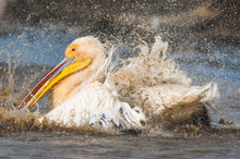 Bathing Great White Pelican