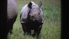 1969: A Baby Rhinoceros Stands Behind An Adult Rhinoceros In A Grassy Area SOUTH AFRICA