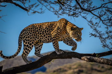 leopard in tree