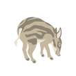 young boar vector illustration style Flat