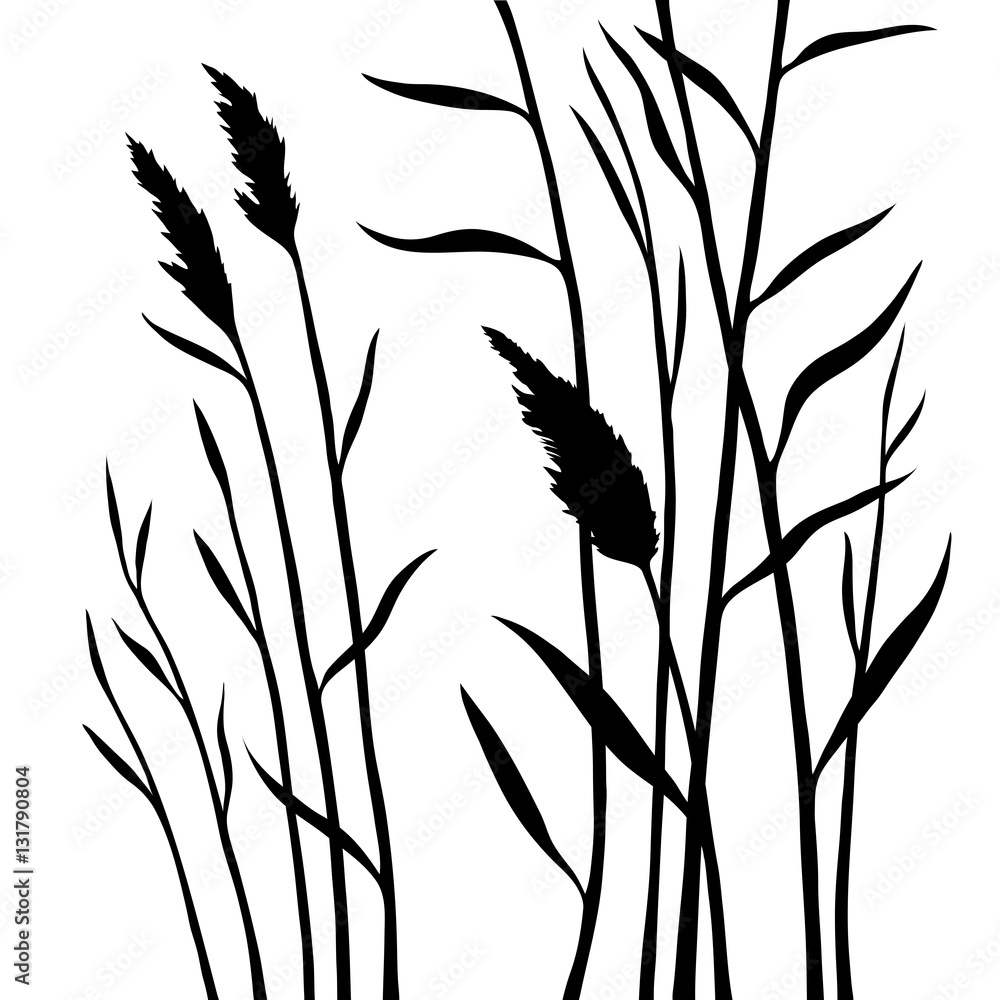 Silhouette of the reed isolated on white background - obrazy, fototapety, plakaty 