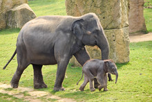 Asian Elephant With Calf In The Zoo