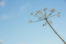 Overblown Cow Parsley Against A Blue Sky From Close