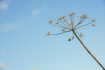 Canvas Print - Overblown cow parsley against a blue sky from close