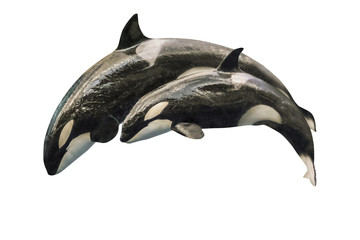 a killer whale mother, orcinus orca, with a baby orca, jumping together. isolated on white backgroun