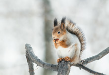Funny Red Squirrel Sitting On A Branch In The Park And Eats A Nut