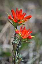 Two Red Indian Painbrush Flowers Up Close