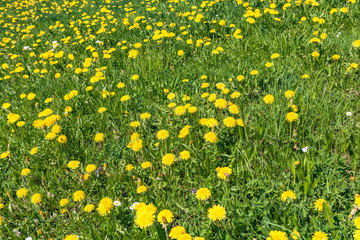 view of spring meadow