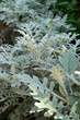 Senecio cineraria Jacobaea maritima Silver ragwort