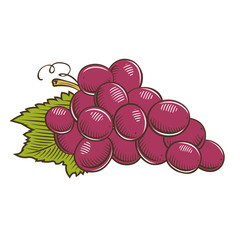 Wall Mural - Grapes in vintage style