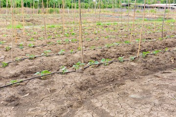 Wall Mural - cucumber field growing with drip irrigation system.