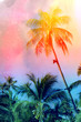 Retro photo of palm trees