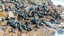 Rookery Of Cape Fur Seals On Cape Cross - Namibia, Africa