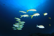 Fish school on coral reef in ocean