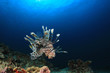 Lionfish fish on coral reef