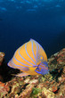 Blue-ringed Angelfish tropical fish