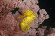 Seahorse: yellow Tigertail Seahorse