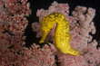 Seahorse: yellow Tigertail Seahorse