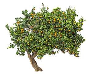 Orange tree on white background