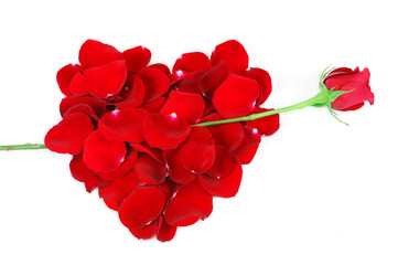Fotomurales - rose petals red heart with single rose as arrow