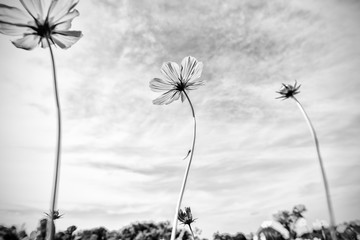  Black and white fine art of the cosmos flower