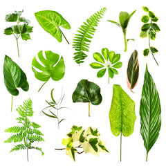 Wall Mural - Set of different houseplants leaves on white background