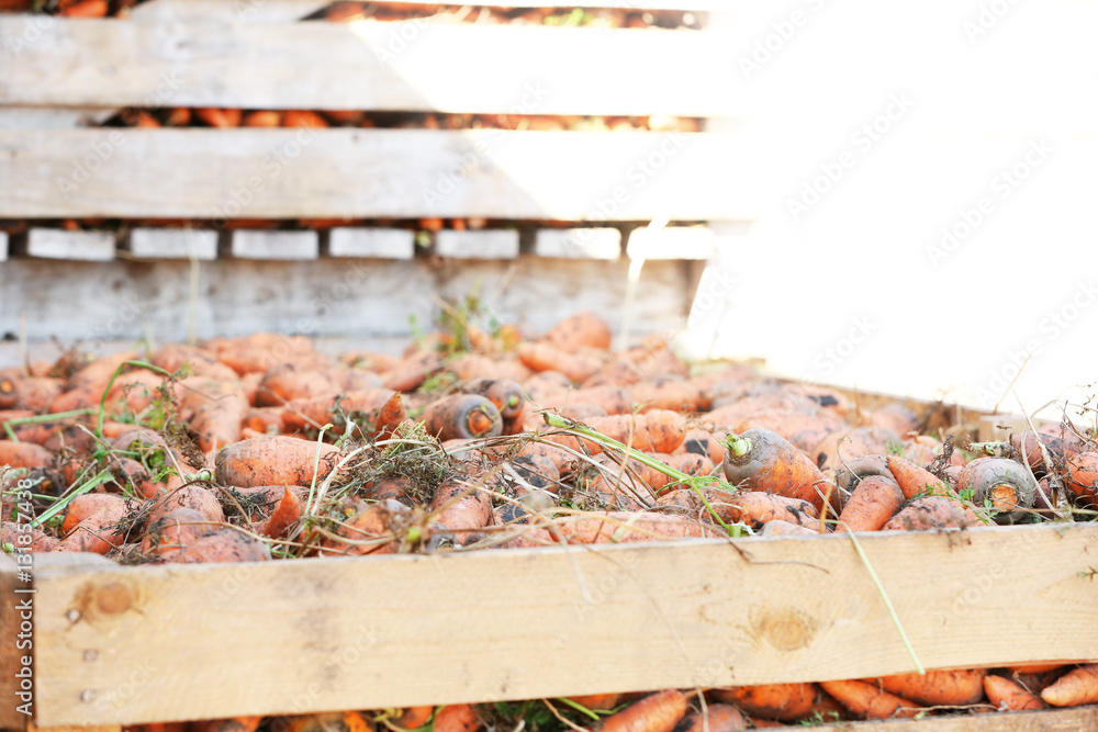 Wooden crates with freshly harvested carrots