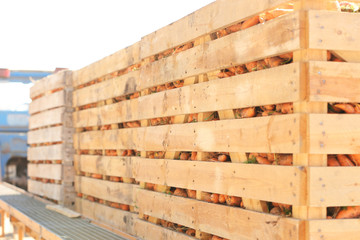 Sticker - Wooden crates with freshly harvested carrot