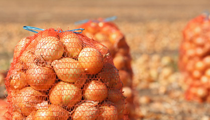 Sticker - Field with onions in mesh bags for harvest