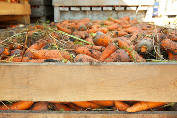 Sticker - Freshly harvested carrots