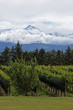 Andes & Vineyard, Uco Valley, Mendoza