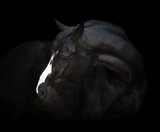 Fototapeta Konie - Portrait of the black horse  with white line of his head on the black background