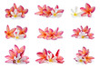 Frangipani flower with water droplets on white background