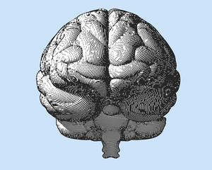 Wall Mural - Engraving brain illustration in front view on blue BG