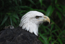 Ruffled Feathers And Hooked Beak On A Bald Eagle Bird.