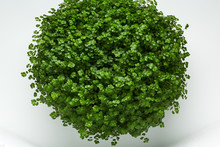 Green Round Bush On A White Background. Round Green Plant As Interior Decor 