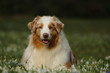 © Adi - Red merle aussie in a field of spring flowers