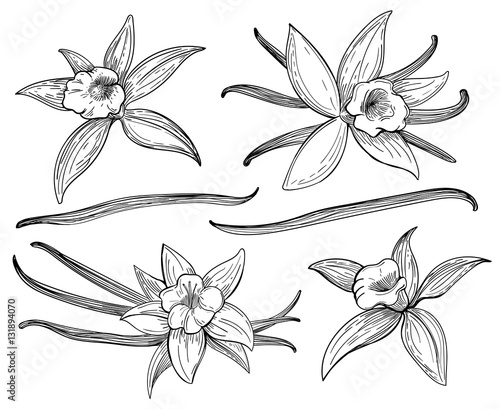 Fotografía Vanilla pods or sticks hand drawing sketches isolated on white background