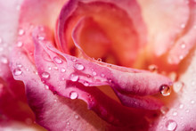 Colorful, Beautiful, Delicate Rose Petals And Water Drops