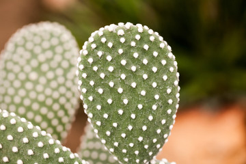 Opuntia microdasys plant in botanical garden in Balchik, Bulgaria