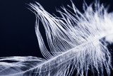 Fototapeta Dmuchawce - Colorful hen feather with details and reflexions