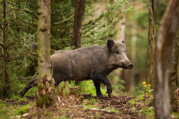 wild boar, sus scrofa, czech republic