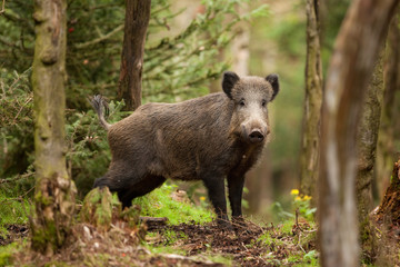 wild boar, sus scrofa, czech republic