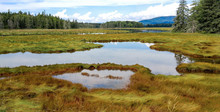 New England Marshland:  Grassy Wetlands Cover A Portion Of The Shoreline On Mount Desert Island Near Acadia National Park.

