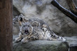 snow leopard Uncia uncia jaw flexing muscles