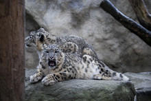 Snow Leopard Uncia Uncia Jaw Flexing Muscles