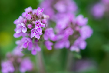 closeup of wild thyme - selective focus, copy space