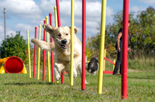Dog Agility Slalom, Sports Competitions Of Dogs In The Summer In