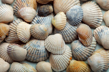 The Sea Cockleshell Filled Texture.