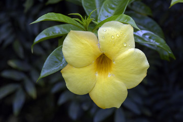 Wall Mural - Drops of dew on the yellow petal of the allamanda